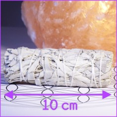 Sauge amérindienne - nouveau format 2